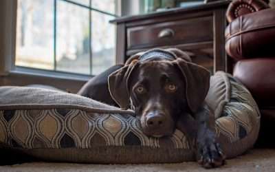 Colchones para perros: Cómo elegir la cama perfecta para tu mascota